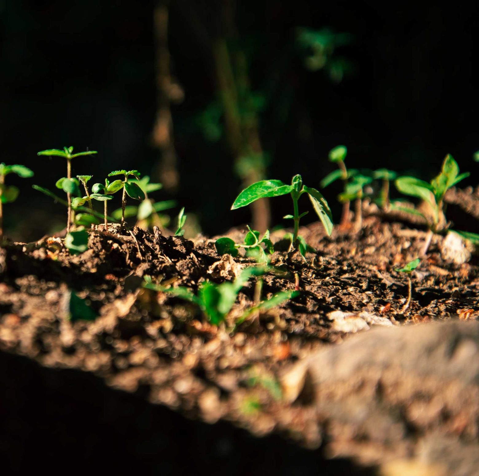 Des nouveaux arbres sont plantés. Des nouveaux arbres sont plantés.